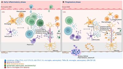 Molecular Mechanisms of Immunosenescene and Inflammaging: Relevance to the Immunopathogenesis and Treatment of Multiple Sclerosis
